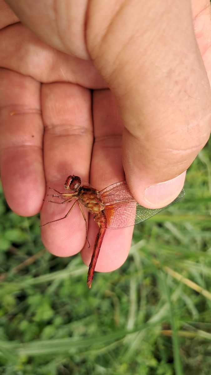 Crocothemis erythraea  - Roberto Fabbri