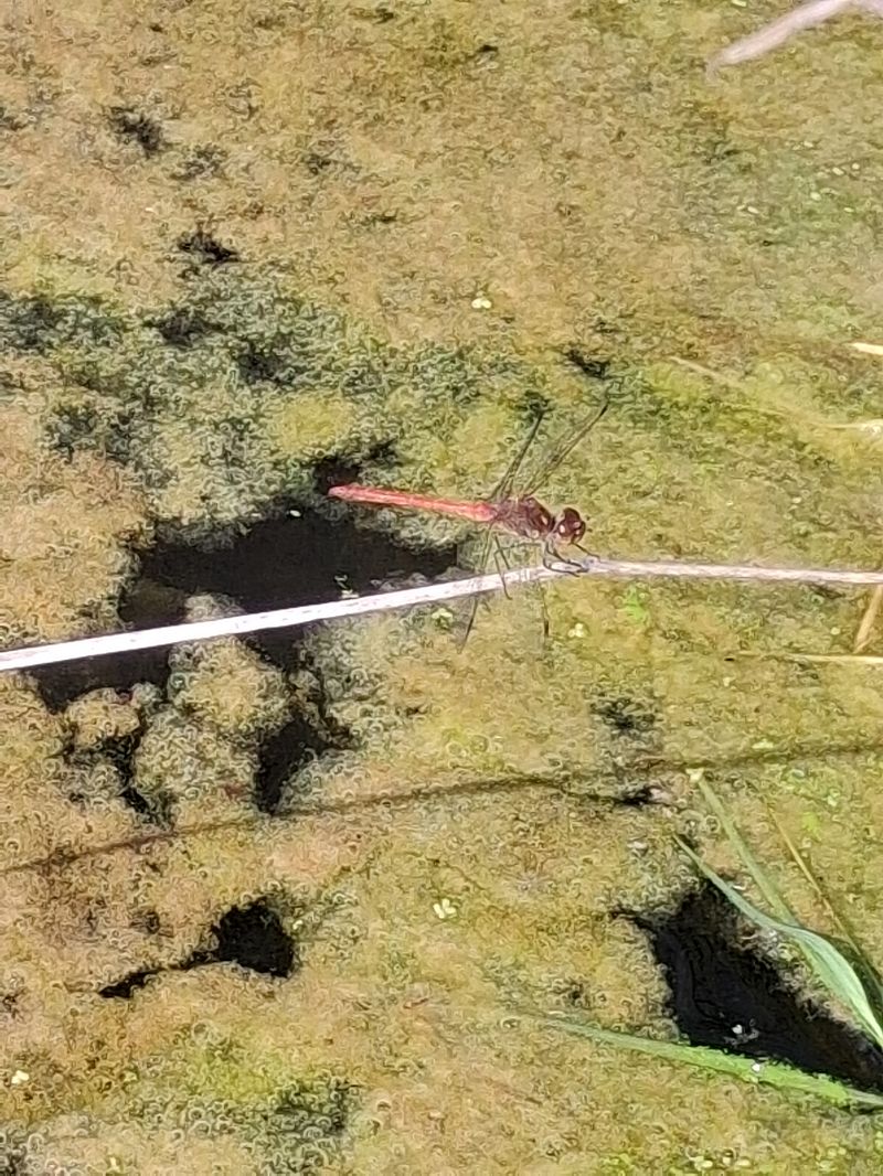 Sympetrum striolatum  - Francesco Ornaghi