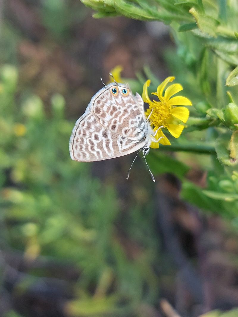 Leptotes pirithous  - Martin Horny