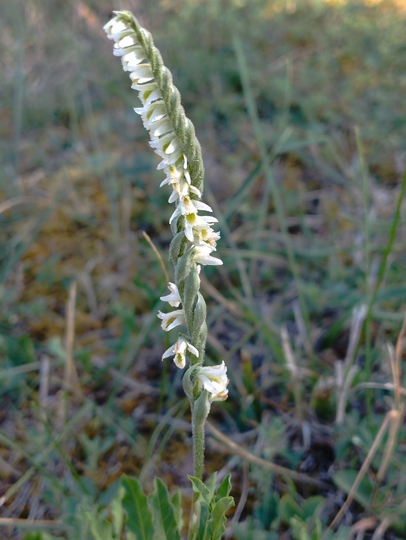 Spiranthes spiralis  - Gérard Joseph