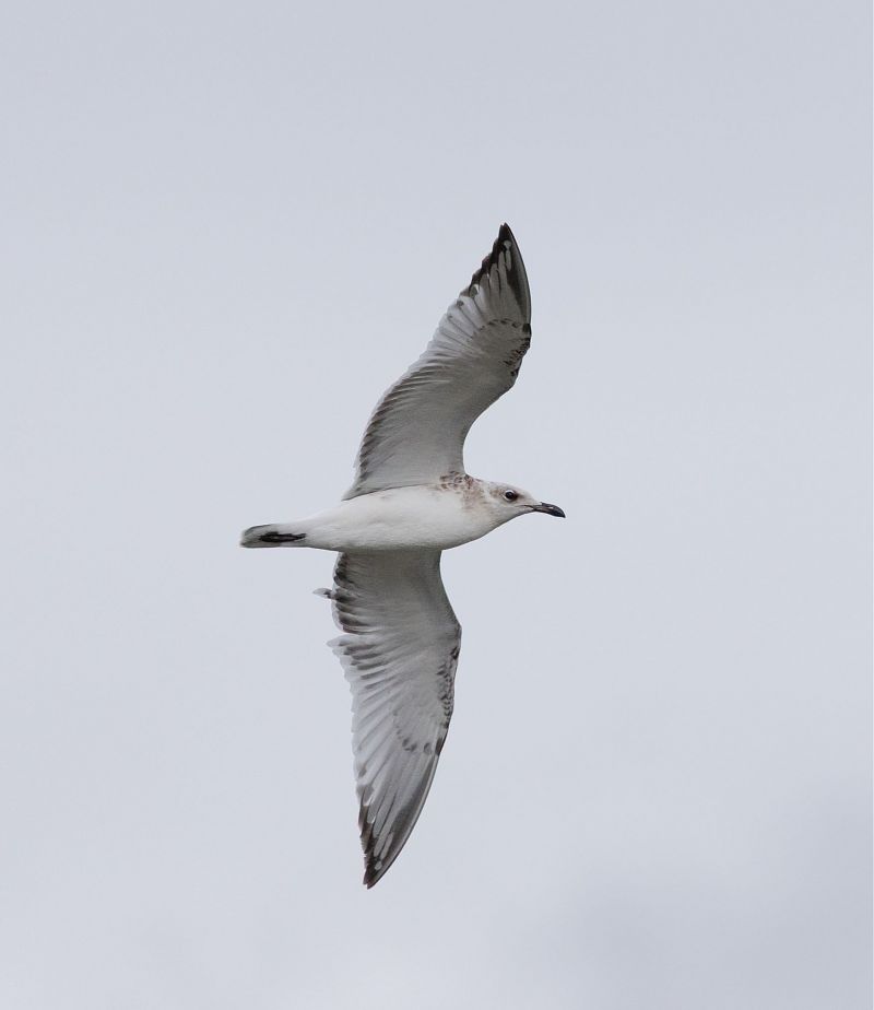 Mouette mélanocéphale  - Florian Hanslmayr