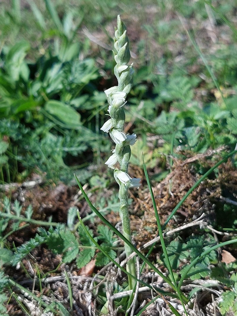 Spiranthes spiralis  - Bernard Sonnerat