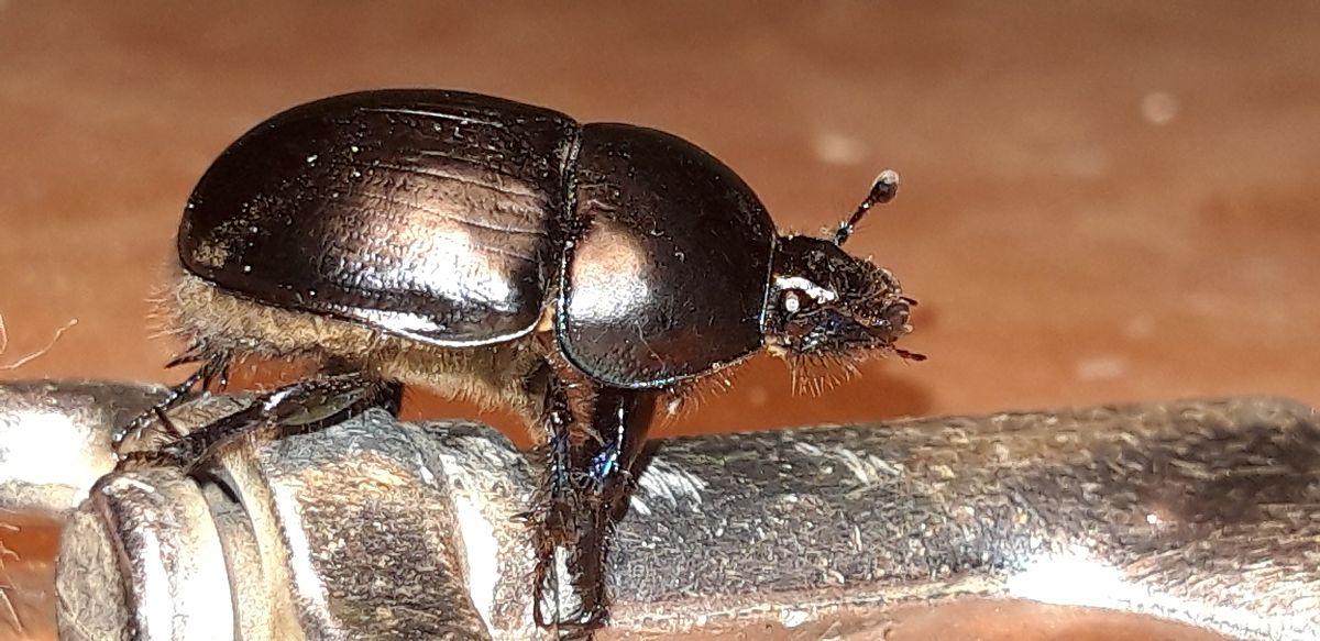 Sericotrupes niger  - Michele Cento