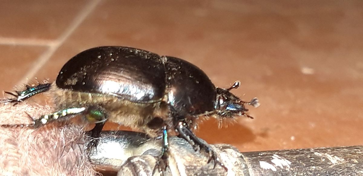 Sericotrupes niger  - Michele Cento