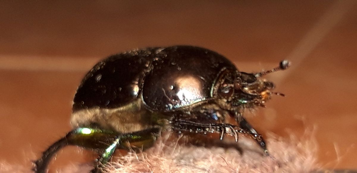 Sericotrupes niger  - Michele Cento