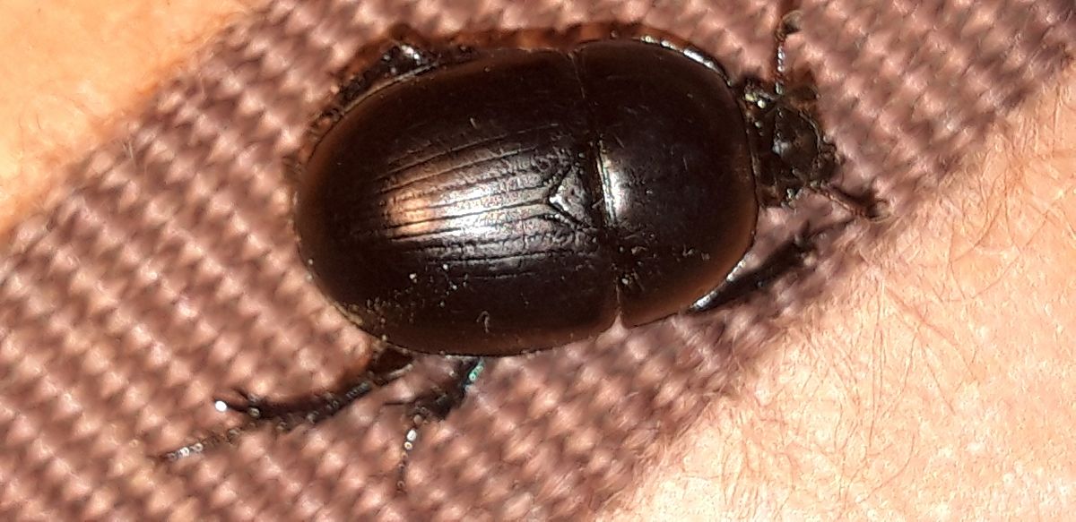 Sericotrupes niger  - Michele Cento