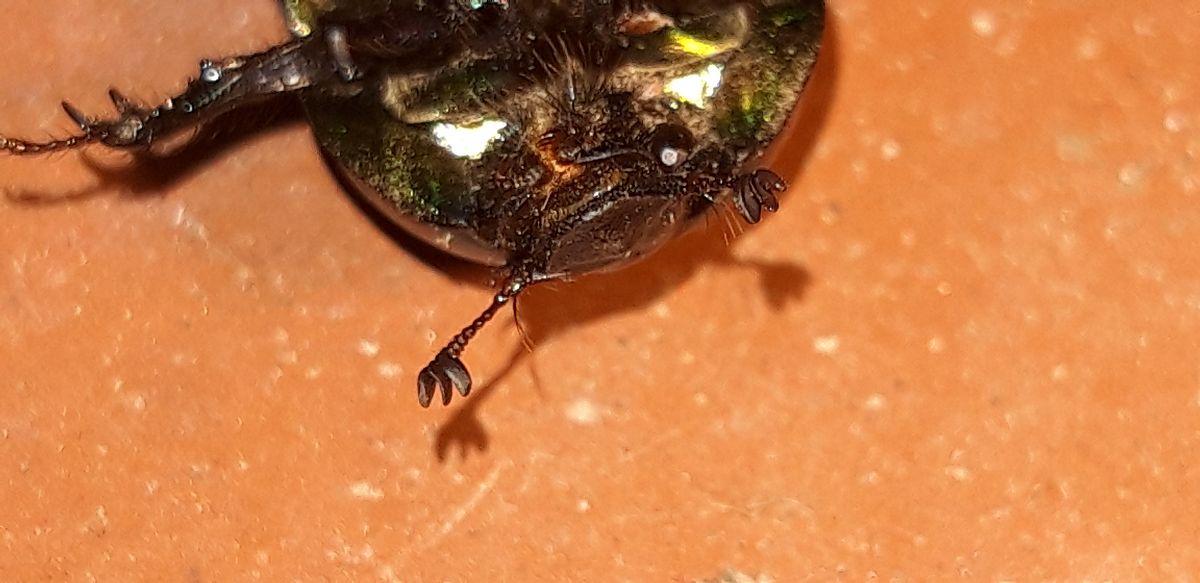 Sericotrupes niger  - Michele Cento