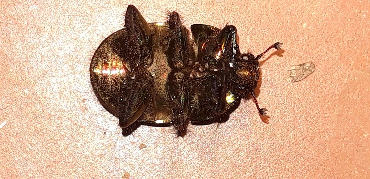 Sericotrupes niger  - Michele Cento