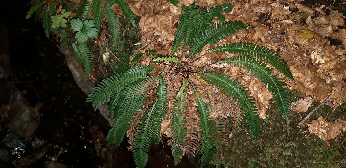 Struthiopteris spicant  - Michele Cento