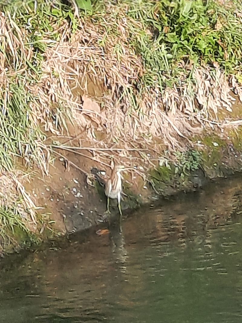 Sgarza ciuffetto  - Bassano Riboni
