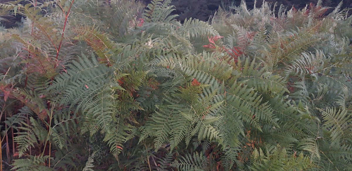 Pteridium aquilinum  - Michele Cento