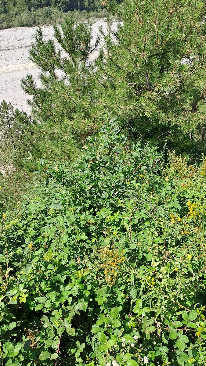 Phytolacca americana  - Niko Borghese (FVG)