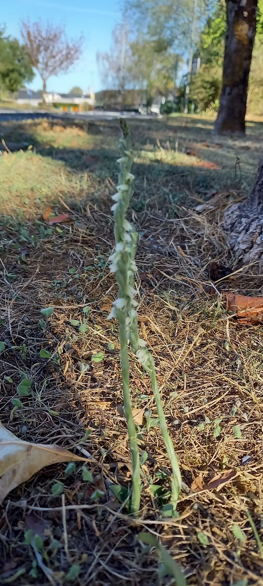 Spiranthes spiralis  - Natacha Rouzeau