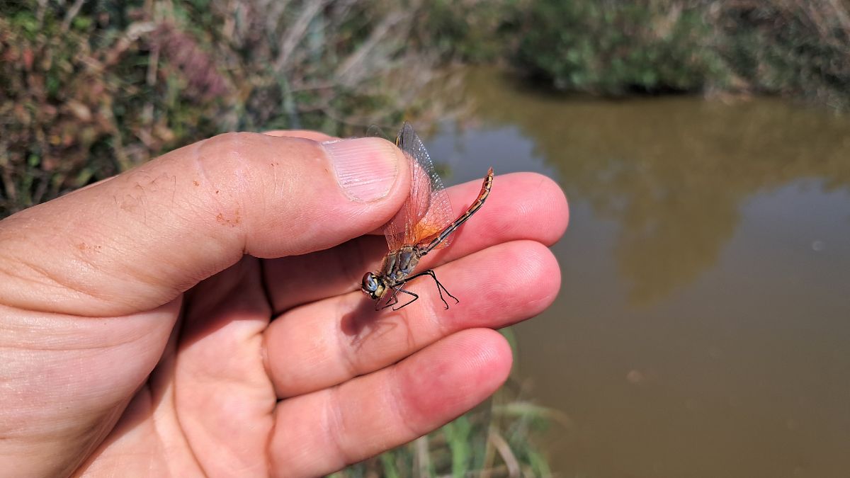 Sympetrum fonscolombei  - Roberto Fabbri
