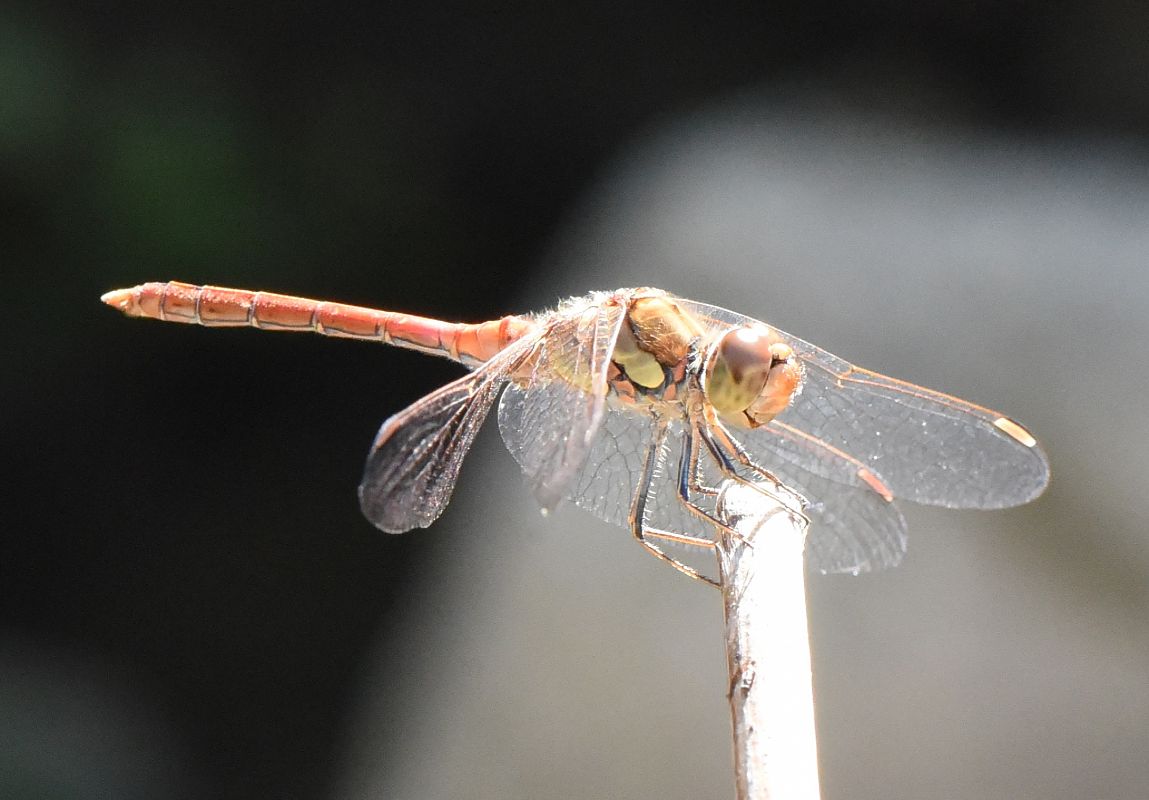 Sympetrum striolatum  - Alberto Manganaro