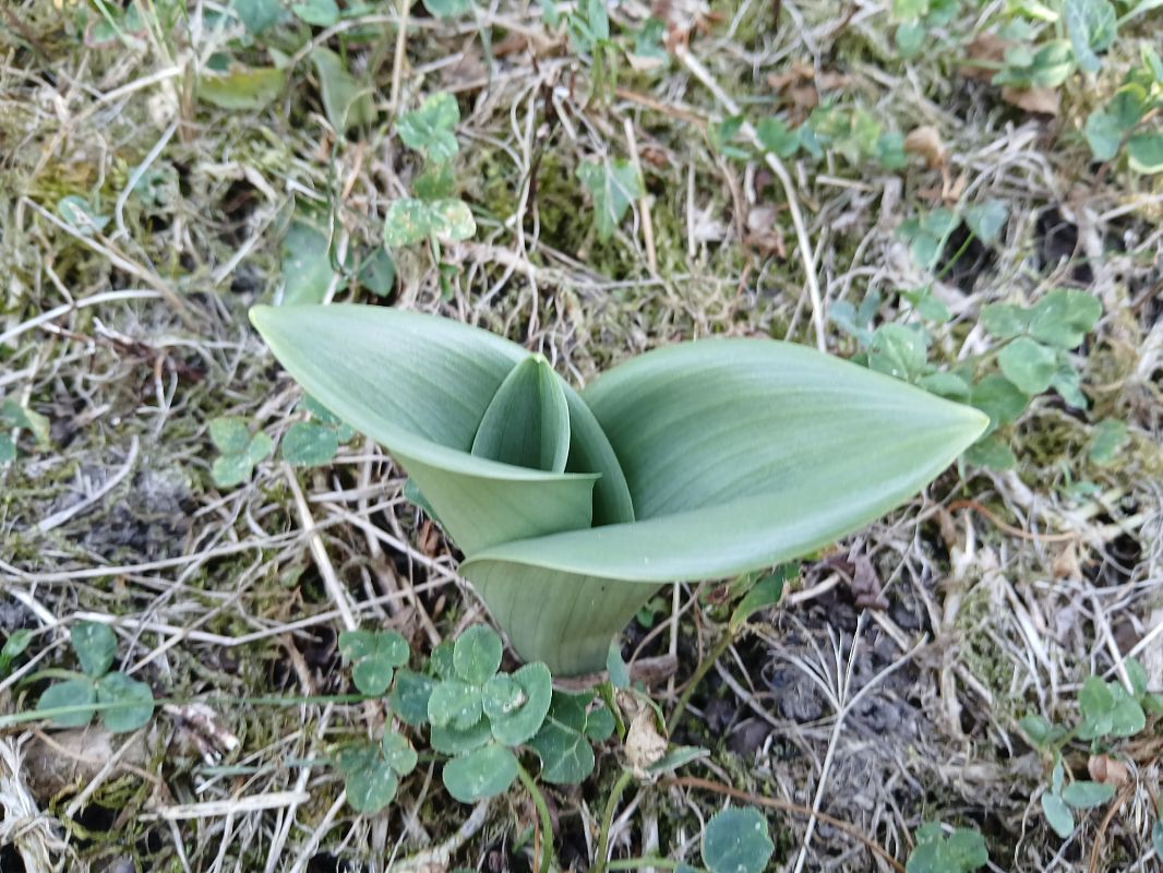 Himantoglossum hircinum  - Alain Falvard