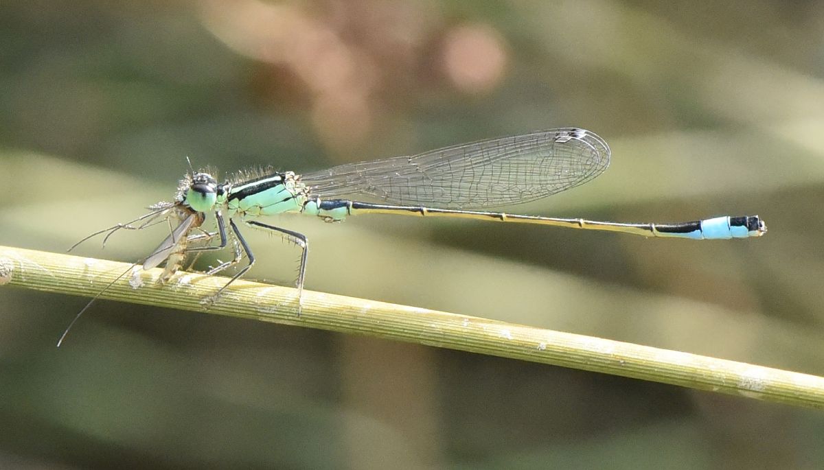 Ischnura elegans  - Alberto Manganaro
