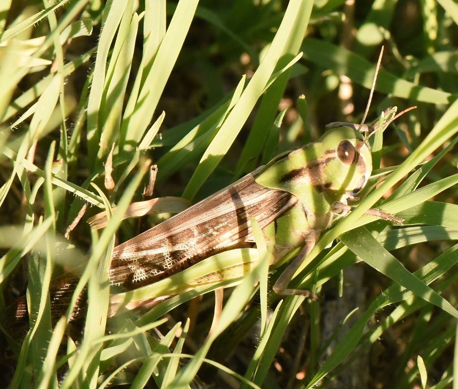 Locusta migratoria  - Alberto Manganaro