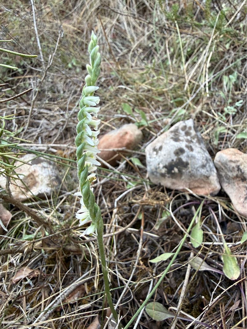 Spiranthes spiralis  - Pep Sole