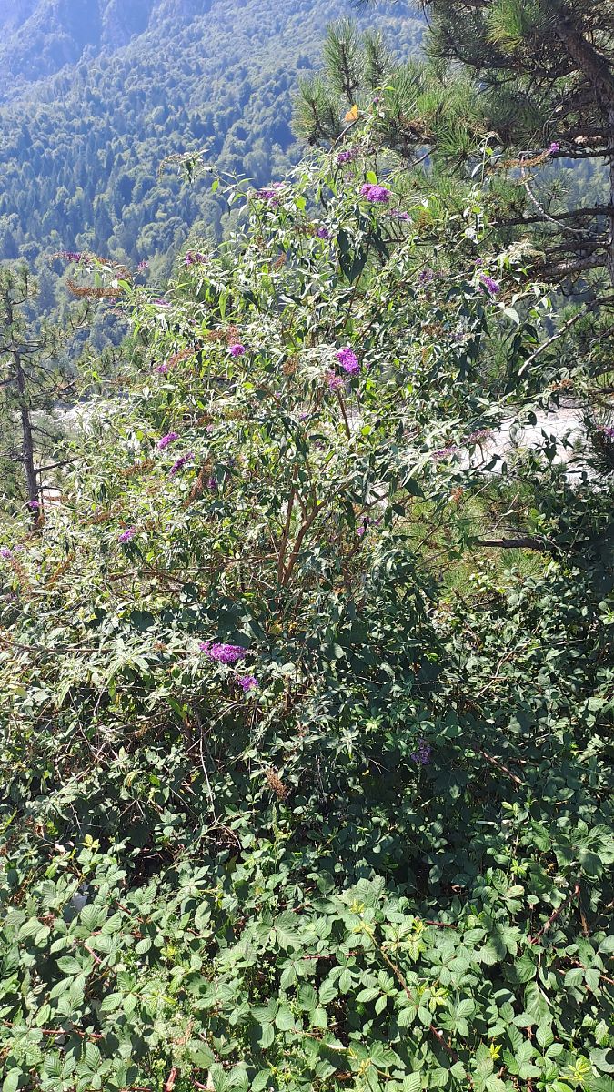 Buddleja davidii  - Niko Borghese (FVG)