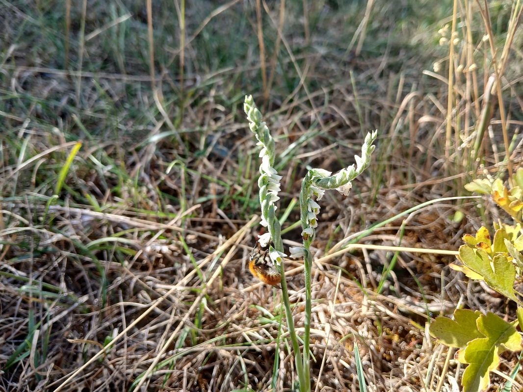 Spiranthes spiralis  - Alain Falvard