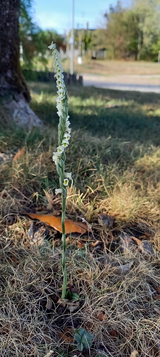 Spiranthes spiralis  - Natacha Rouzeau