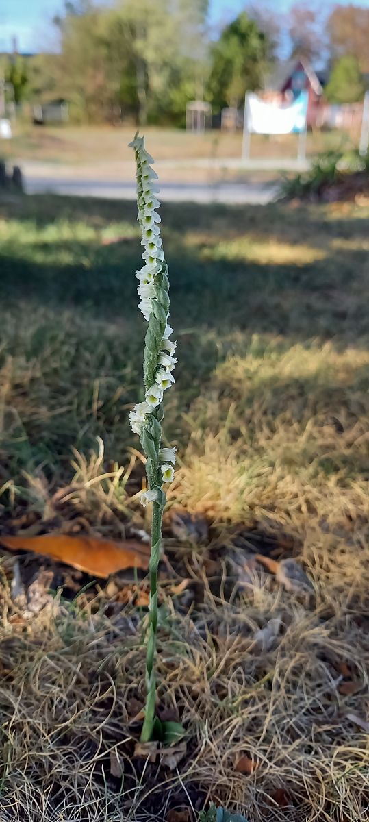 Spiranthes spiralis  - Natacha Rouzeau