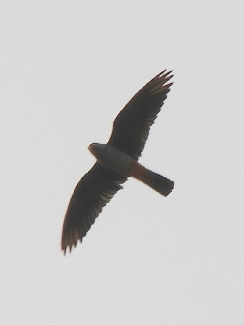 Falco cuculo  - Massimo Tassinari