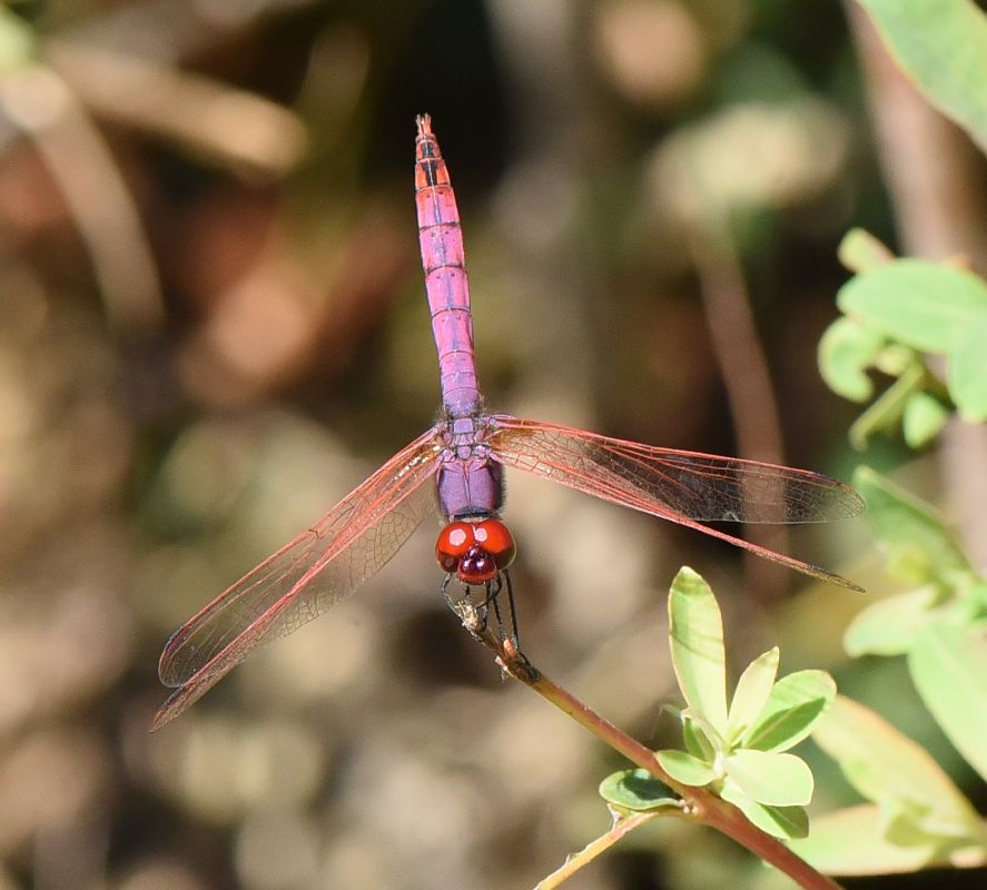 Trithemis annulata  - Alberto Manganaro