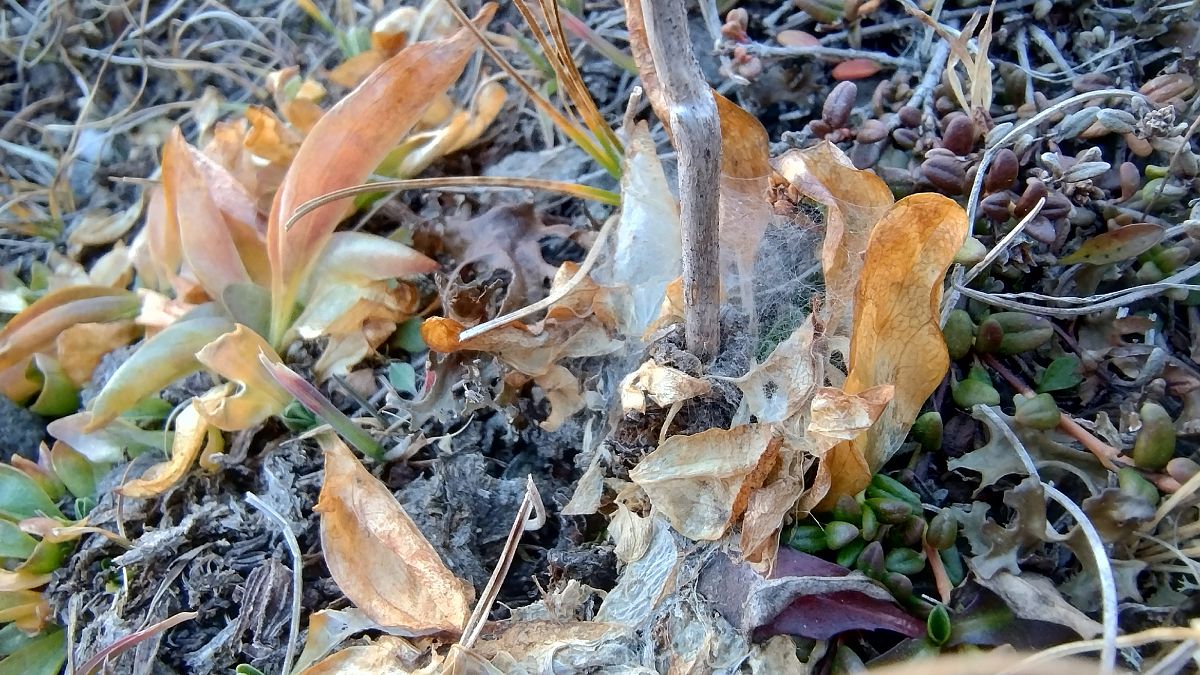 Euphydryas aurinia glaciegenita  - Battisti Andrea