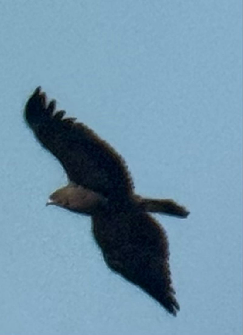 Aigle pomarin  - Oliver Kail