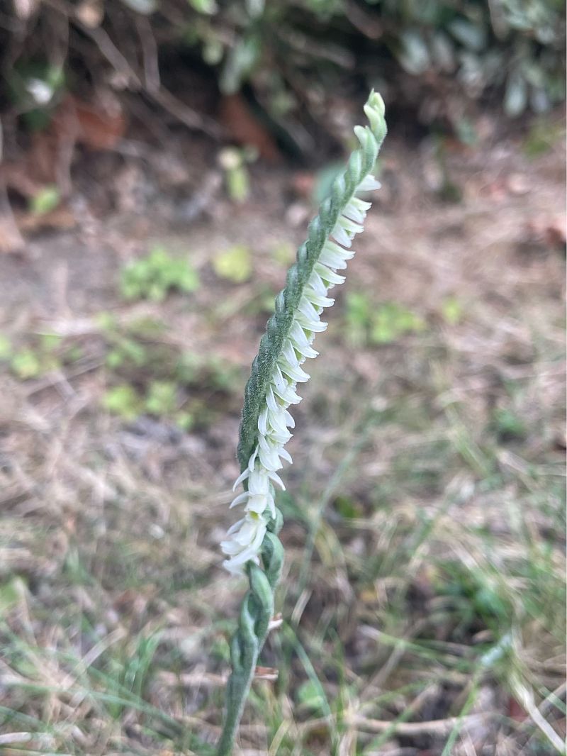 Spiranthes spiralis  - Erwan Leherisse