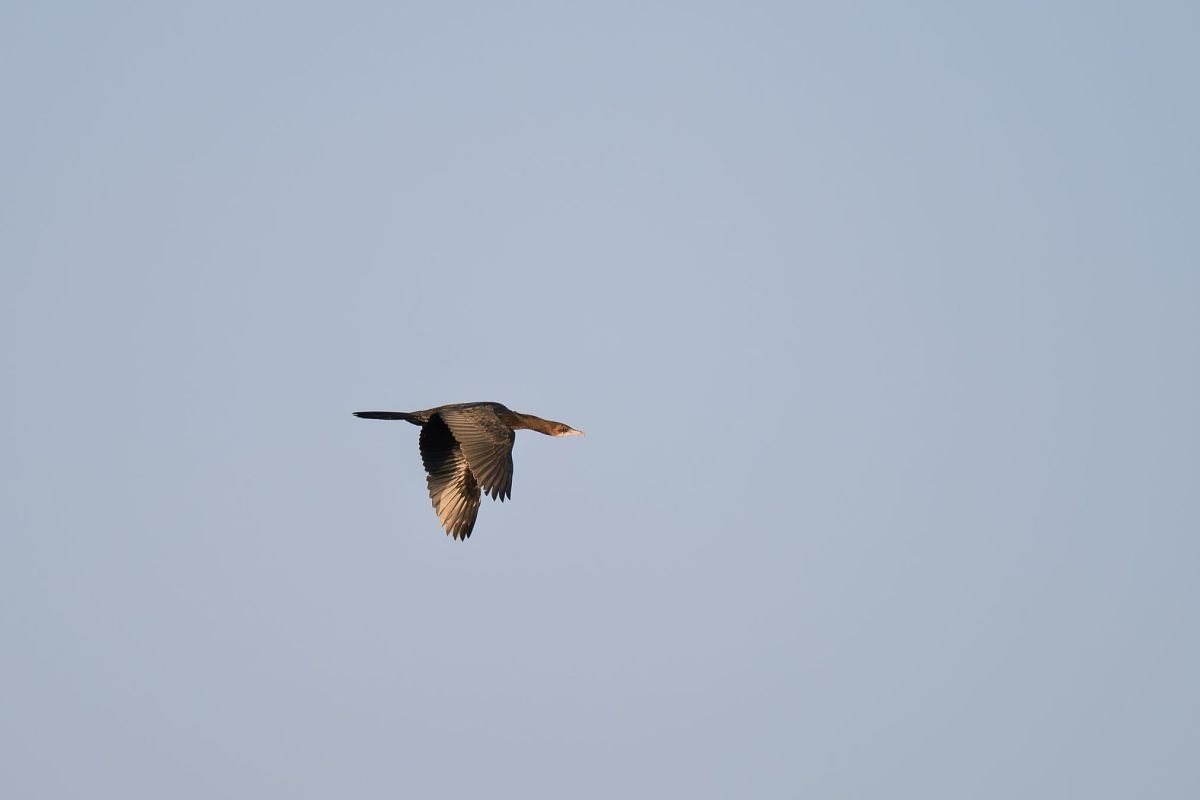 kormoran mały  - Barbara Iliadis