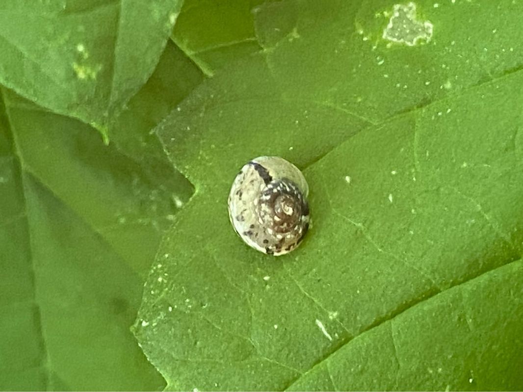 Hygromia cinctella  - Maria Rita Gelso