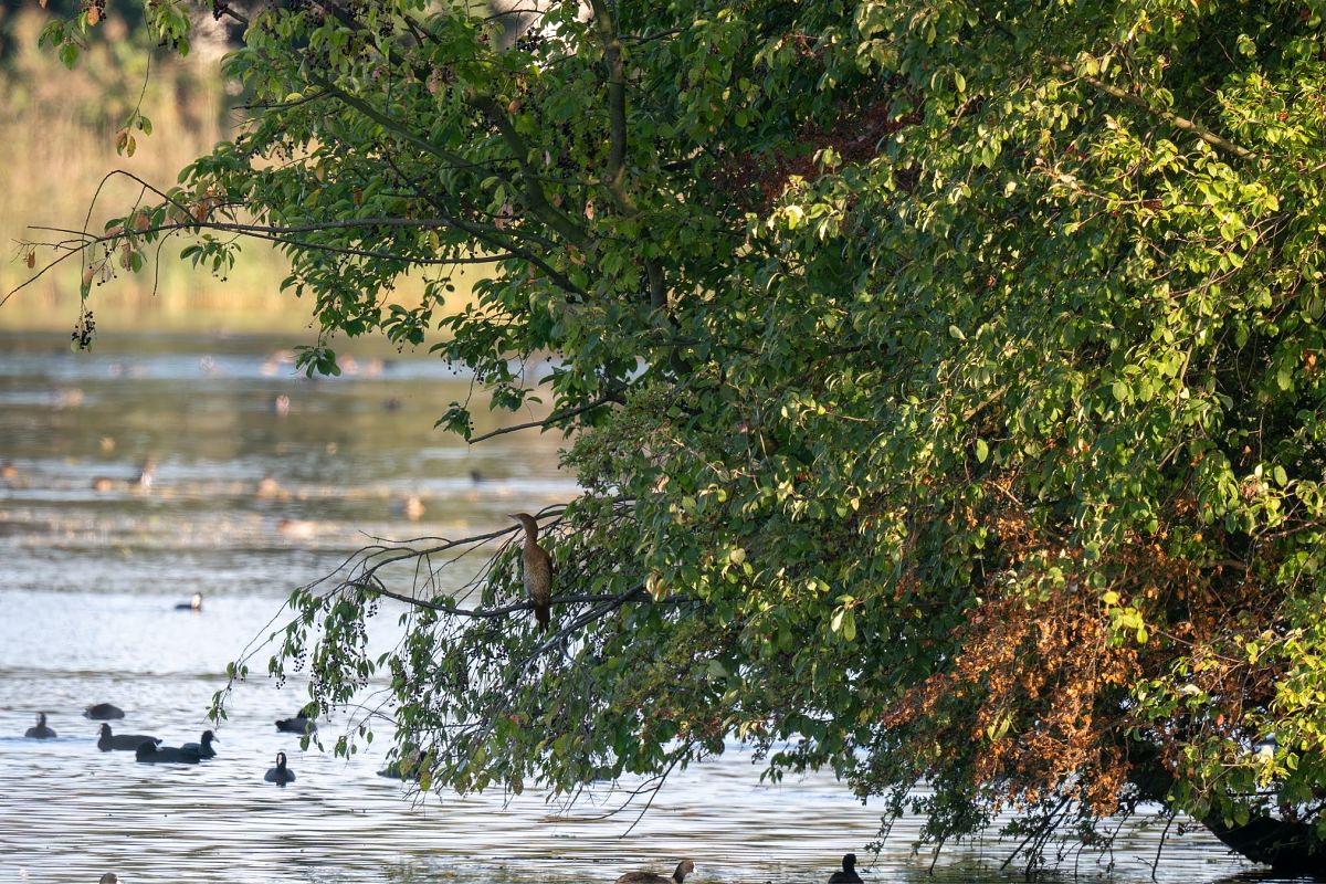kormoran mały  - Barbara Iliadis