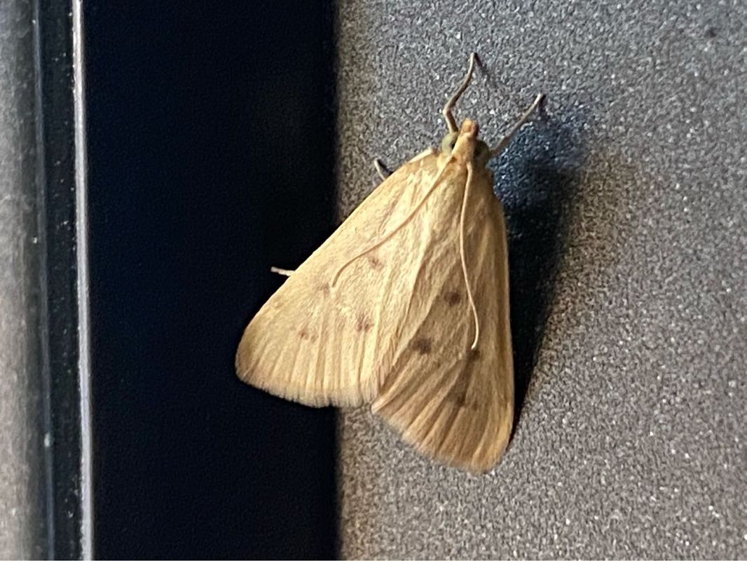 Achyra nudalis  - Maria Rita Gelso