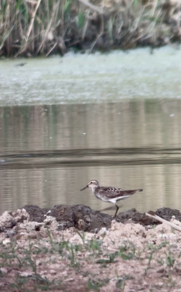 Pectoral Sandpiper  - Lukas Zangl