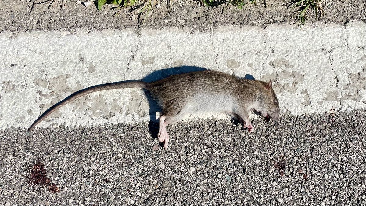 Ratto delle chiaviche  - Giampaolo Toniolo