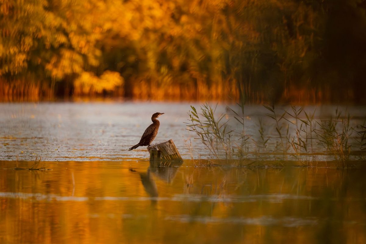 kormoran mały  - Barbara Iliadis