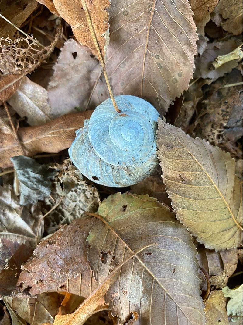 Helix lucorum  - Maria Rita Gelso