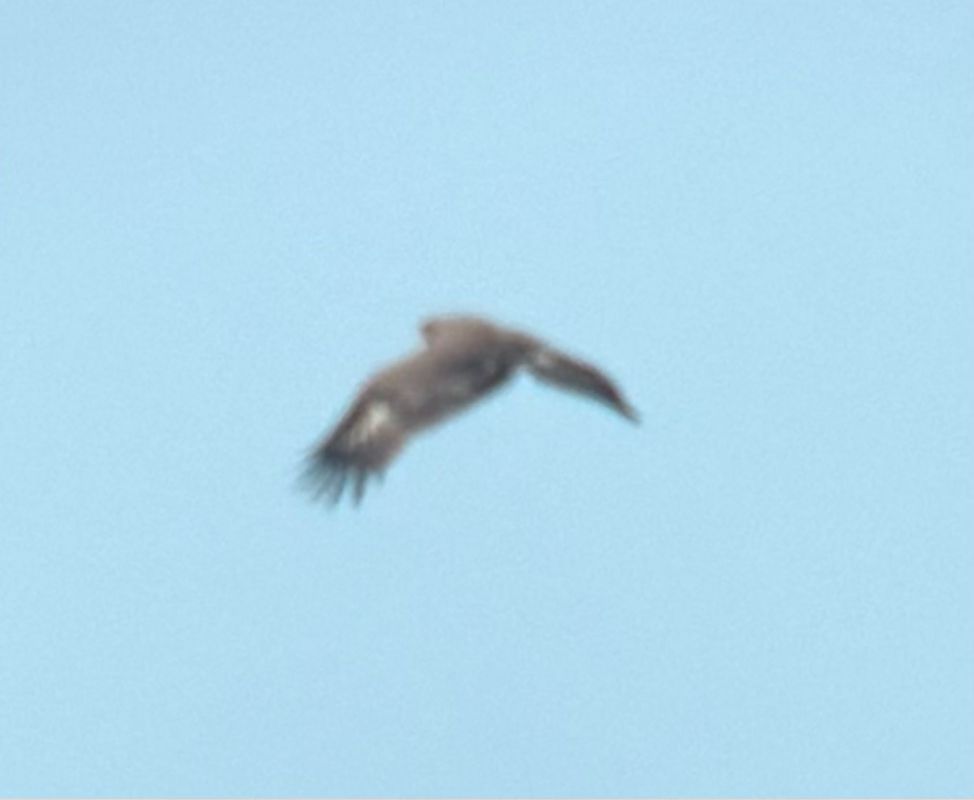 Aigle pomarin  - Oliver Kail