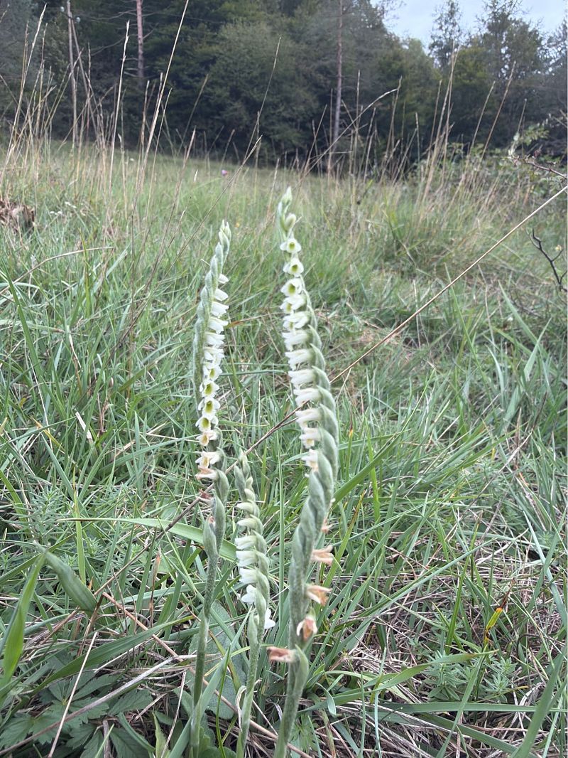 Spiranthes spiralis  - David Vilasís Boix