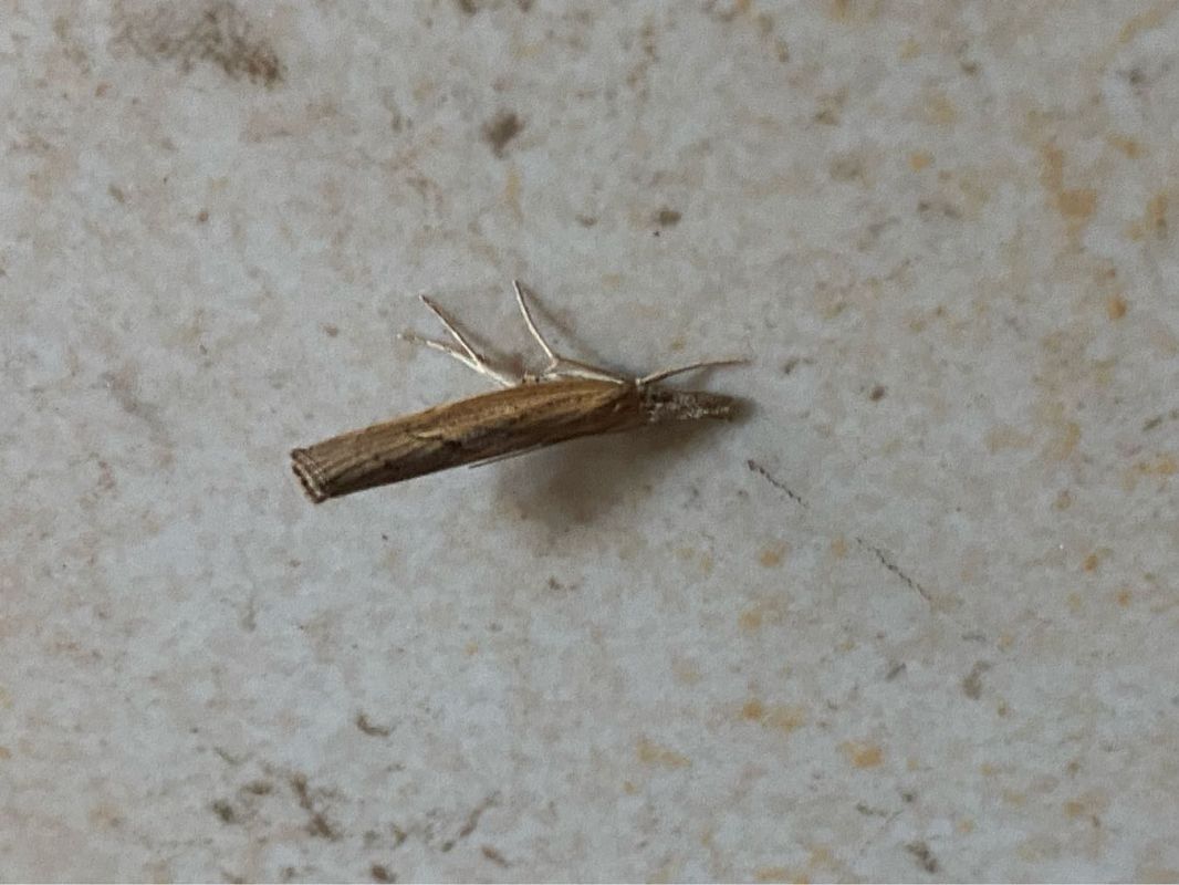 Pediasia contaminella  - Maria Rita Gelso