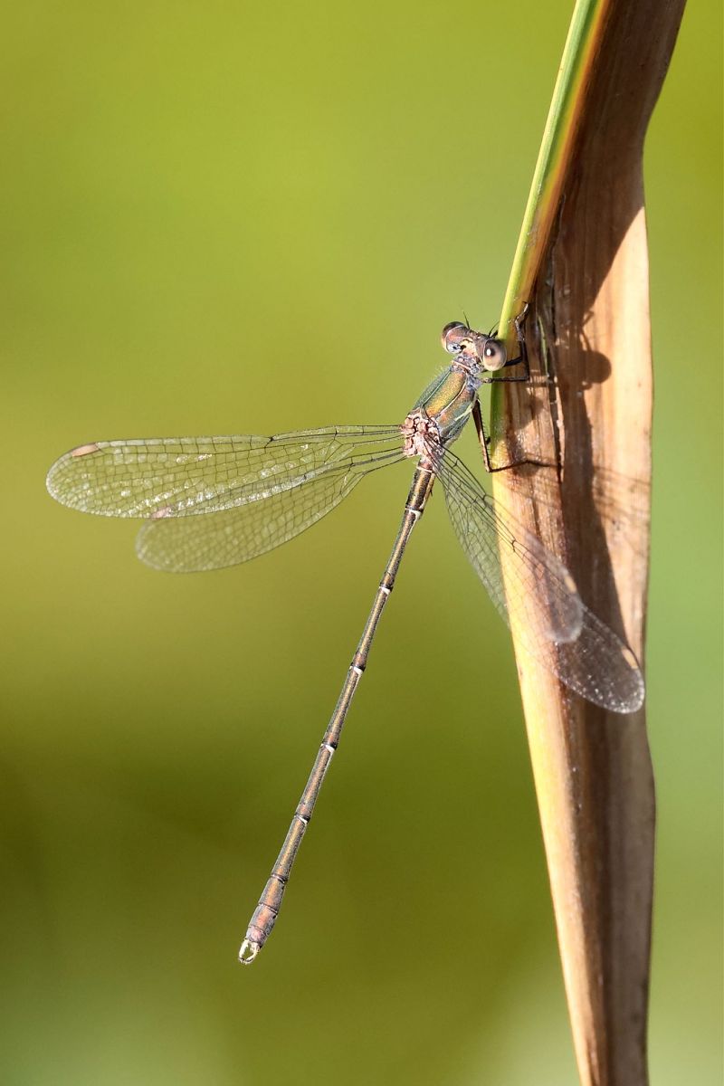 Chalcolestes viridis  - Andrea Galimberti