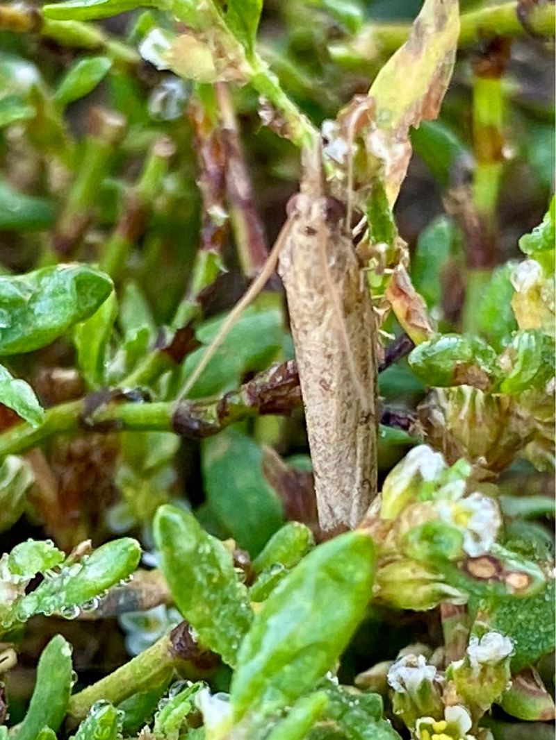 Pediasia contaminella  - Maria Rita Gelso