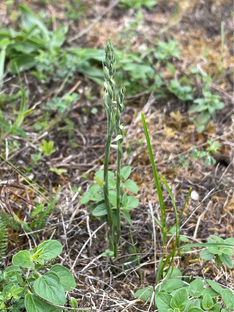 Spiranthes spiralis  - Olivier Guillemet