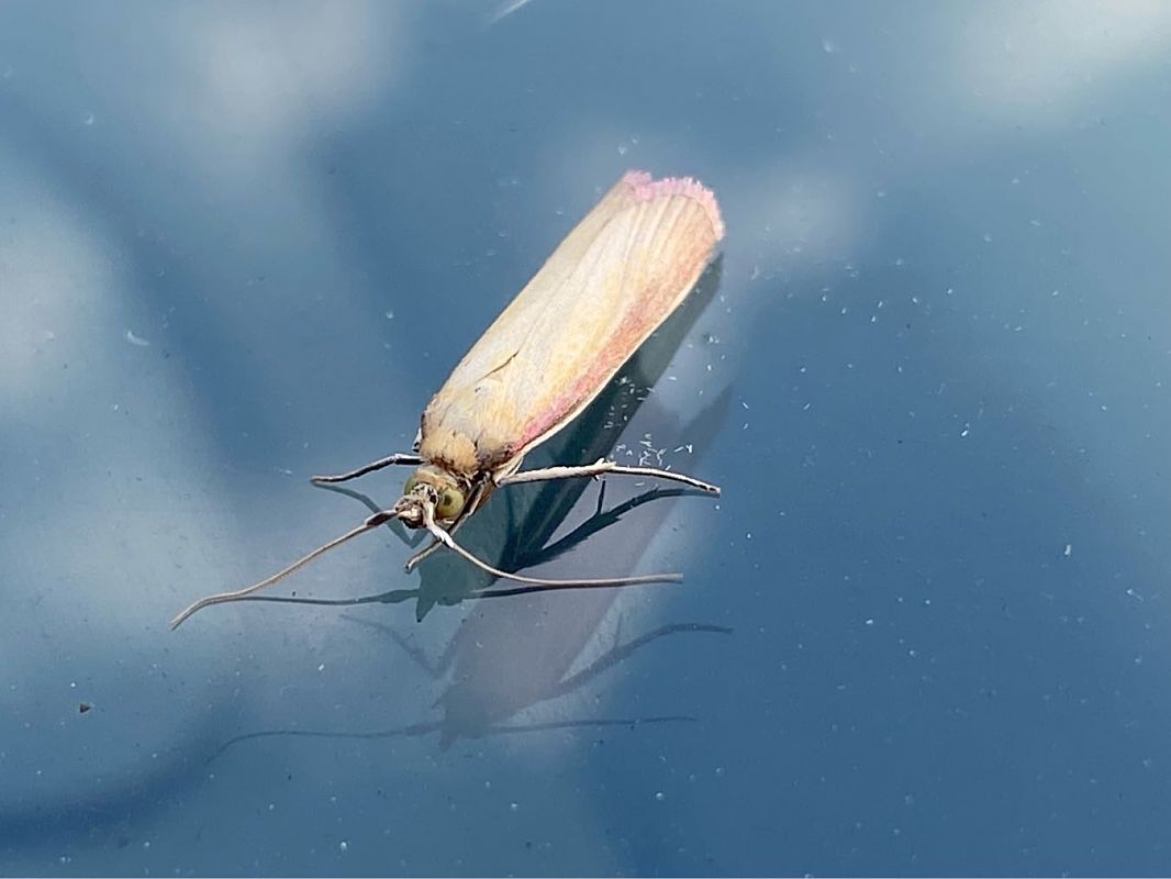 Oncocera semirubella  - Maria Rita Gelso