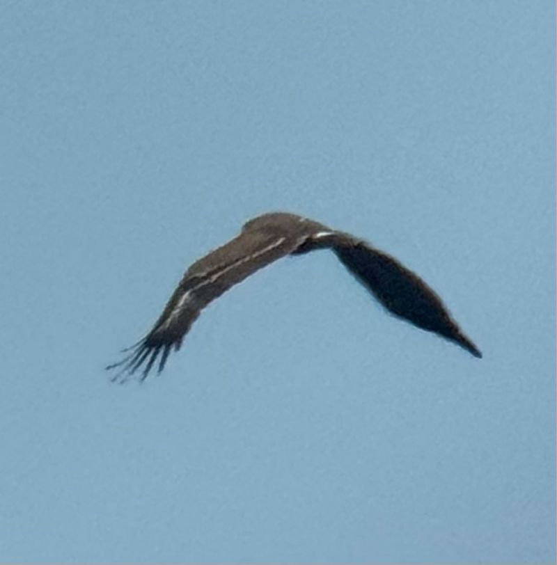 Aigle pomarin  - Oliver Kail