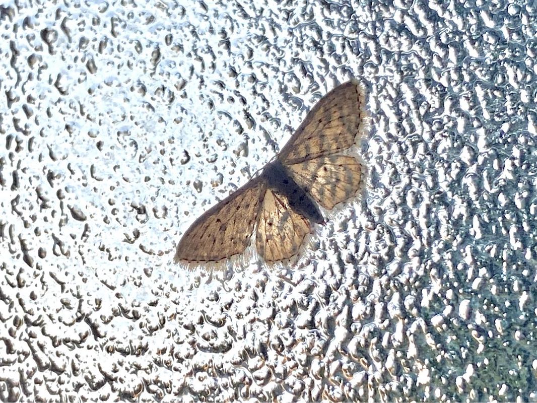 Idaea seriata  - Maria Rita Gelso