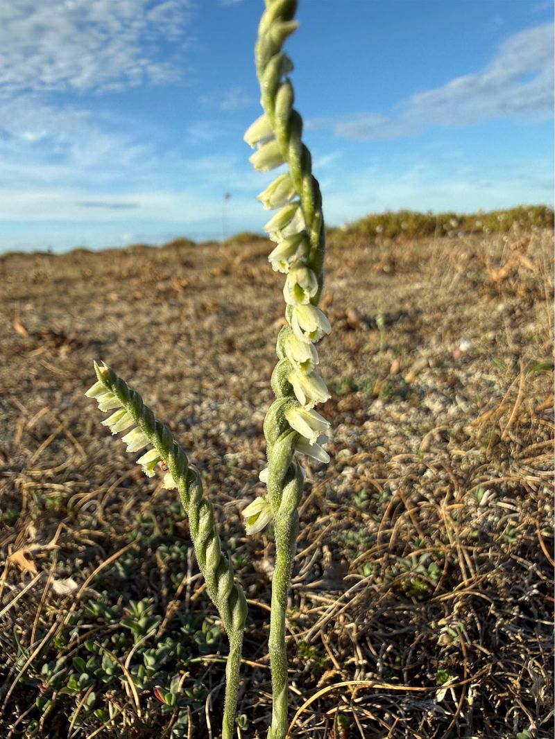 Spiranthes autumnalis  - Camille Cherrier